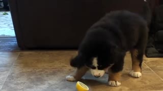 Puppy Has Adorable Reaction To Dreaded Lemon Slice