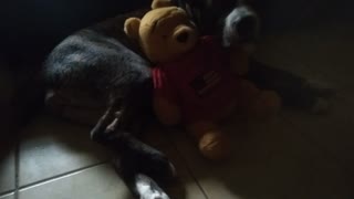 Caught Baby Bear doggo hugging her baby