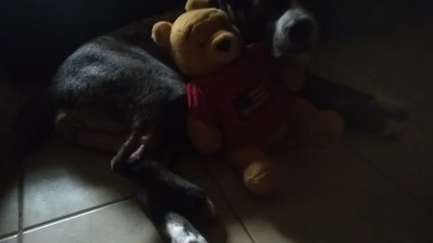 Caught Baby Bear doggo hugging her baby