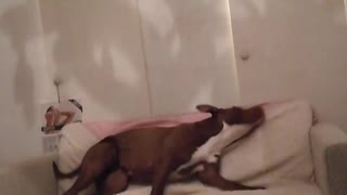 Dog tries to scratch her back, ends up falling off sofa