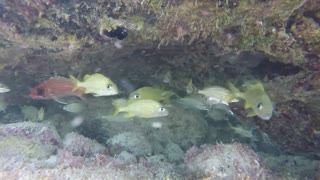 School of yellow grunts and squirrelfish