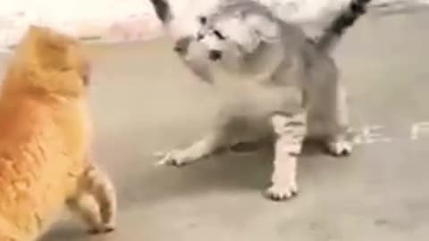 Funny cats