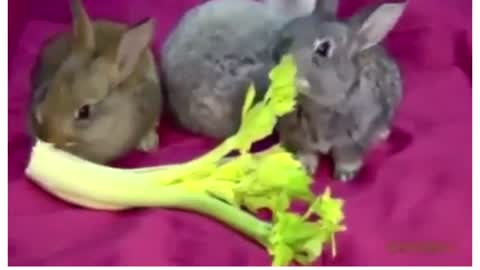 Cute rabbit eating videos