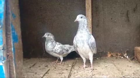 Gray breeder pair parvazi