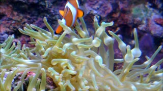 Clownfish - childhood memories