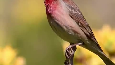 What kind of bird is that talking on the branch? It's beautiful.