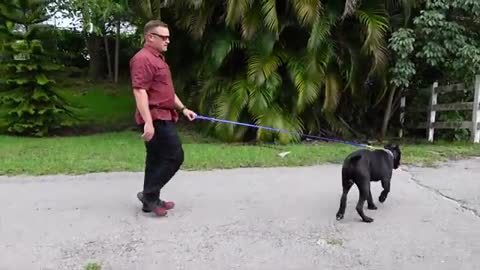 How to STOP your DOG PULLING on LEASH...GUARANTEED! / / Dog Trainer's Secret Revealed