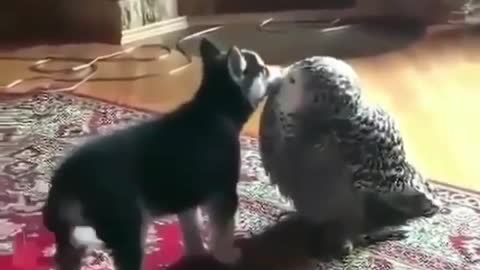Husky Puppy and Owl are Best Friends