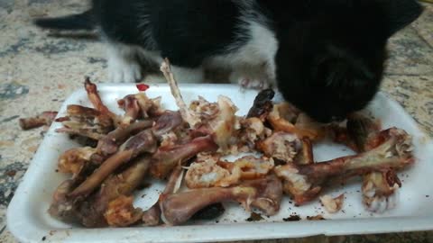 Yummy Yummy Fresh Roasted Bones