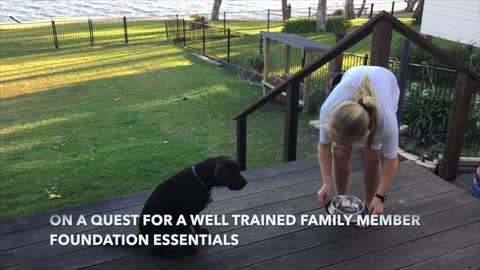 DOG TRAINING USING RECALLER IS A FUN WAY FOR KIDS TO STAY SAFE AROUND THE DOGS THEY LOVE