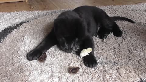 German Shepherd puppy introduced to baby quails