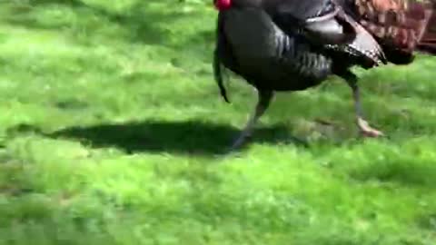 Woman Laughs Hysterically While Turkey Chases Their Car