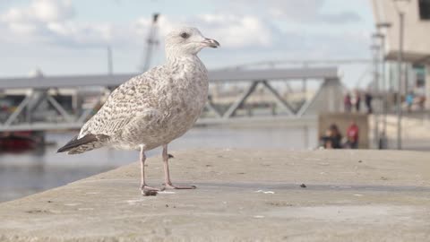 European herring gull