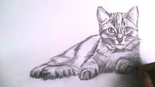 How To Draw a Realistic Cat