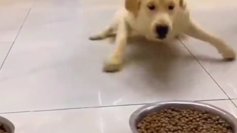 Dog or cat , dog eat , dog while