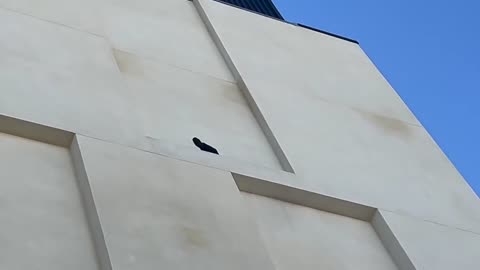 A really smart crow removes the bird spikes on a building