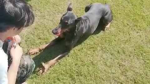 Dog training(Doberman)