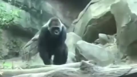 Gorilla Zoo Oral • Bronx Zoo Gorilla Oral [Were Gorillas at Bronx Zoo Filmed Engaging in oral?]