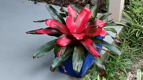 Advanced Bromeliads 28