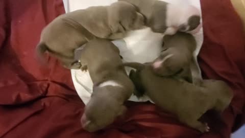 Bully farm Aliendawgs Bloodline