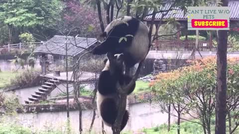 The giant panda is so funny