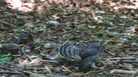 Hawk Hunts Squirrel As Its Prey