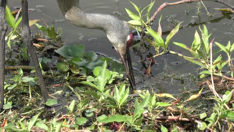 Sandhill Crane eating a turtle egg