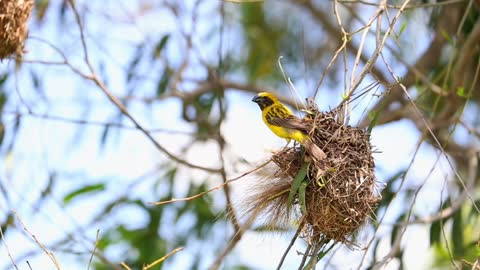 How do birds make there nests.