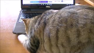 Cat tries to save meowing kitten from "inside laptop"
