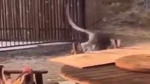 Kangaroos funny fight