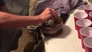 Guy in tan beanie grabs cactus and cuts hand