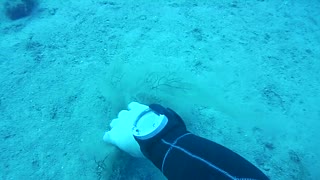 Diver Rescues A Gorgonian