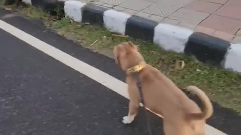 Bully Vs German Shepherd 🤪