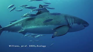 Brave Little Fish Risk Their Lives By Rubbing Against Great White Sharks To Exfoliate, Study Says