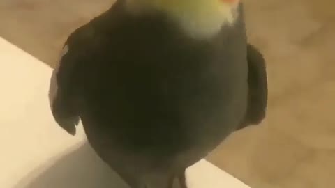 Funny Parrot