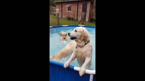 Happy dogs throw themselves a pool party