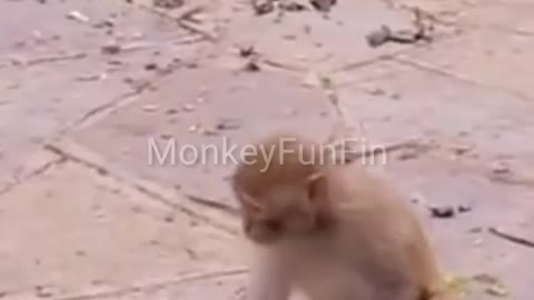 What Happen Next When a Monkey Play with Baloon