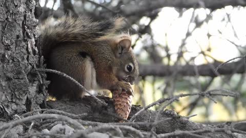 Squirrel Busy Eating Its Food Squirrel Busy Eating Its Food