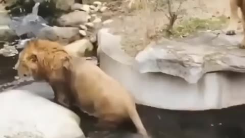 Lion falls into water