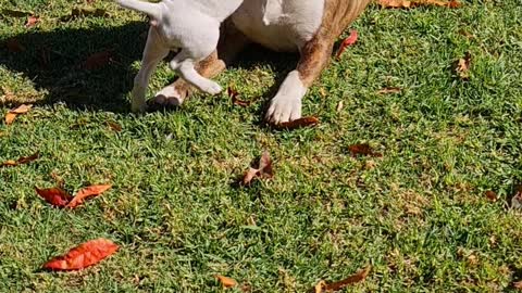 Cute Bull Terrier Puppy Playtime