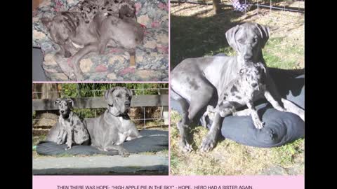 Im Memory Great Dane 'Hero's Silver Heart'