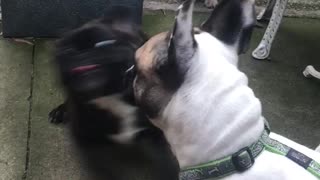 Mother and Daughter Play Date - French Bulldogs