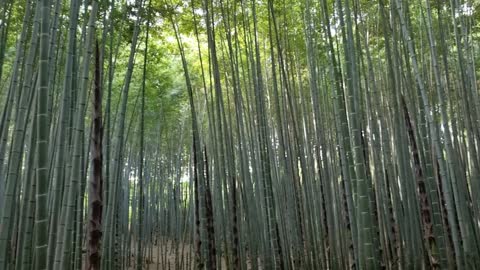 Bamboo forest, nature landscape in Korea