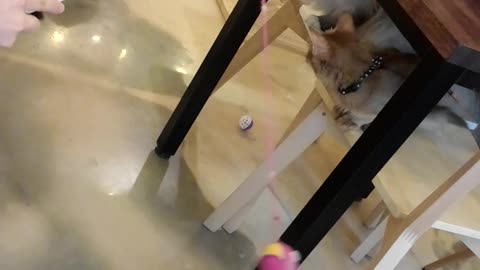 A video of playing with a cat with a ride fishing rod.