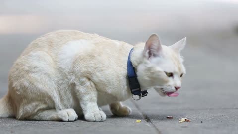 Yellow Alley Cat eating canned food on a sidewalk