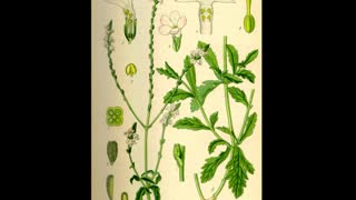 Verbena ( Verbena officinalis L ) serve para problemas de sono e conjuntivite