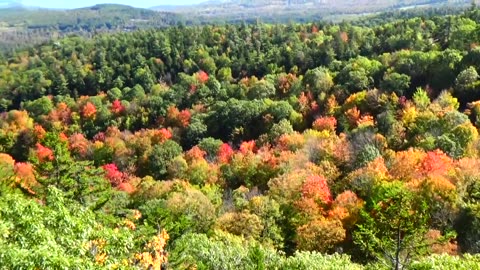 Fall Foliage