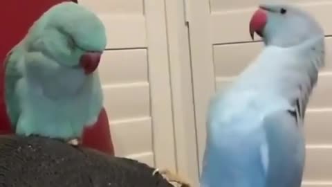 Parrot playing with sleeping parrot