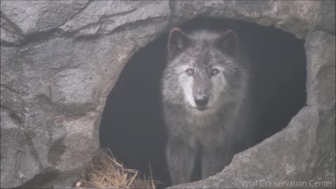 Black Wolf Howls to the Thunder