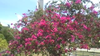 Uma grande árvore, com lindas flores de primavera vermelhas no parque [Nature & Animals]